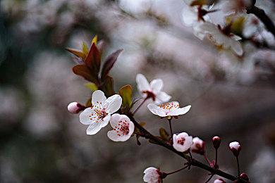 性感妖娆《死神：魂魄觉醒》发布松本乱菊角色预告